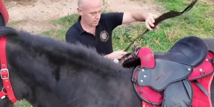 Σιάτιστα: Αφιέρωμα στα αραβανίσια άλογα στο, όπου υπάρχει Ελλάδα του ΣΚΑΙ. Βίντεο