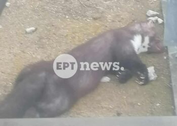 Καστοριά: Ένα πετροκούναβο «έριξε» το ρεύμα στον μισό νομό