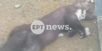 Καστοριά: Ένα πετροκούναβο «έριξε» το ρεύμα στον μισό νομό