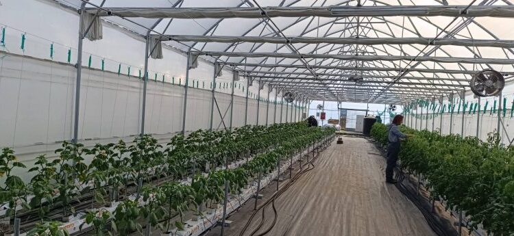 Φλώρινα: Πειραματικά γεωθερμικά θερμοκήπια από το Τμήμα Γεωπονίας