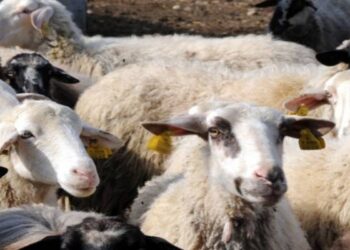 Καστοριά: Περιμένουν την υποχώρηση των νερών για να απεγκλωβιστούν οι πέντε κτηνοτρόφοι στον Γράμμο