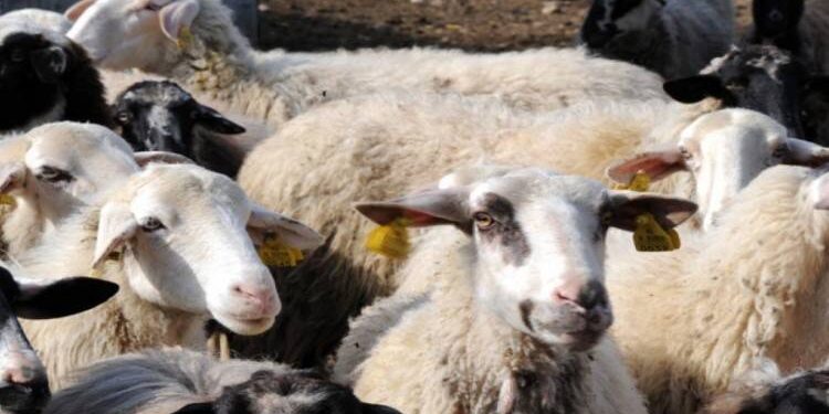 Καστοριά: Περιμένουν την υποχώρηση των νερών για να απεγκλωβιστούν οι πέντε κτηνοτρόφοι στον Γράμμο