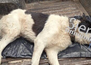 Φιλοζωικός Σιάτιστας: Δεύτερο χτύπημα με φόλα στο Δήμο Βοΐου