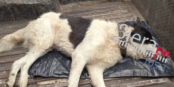 Φιλοζωικός Σιάτιστας: Δεύτερο χτύπημα με φόλα στο Δήμο Βοΐου