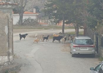 Σιάτιστα: Αγέλη από αδέσποτα στην Αγία Τριάδα. Βίντεο