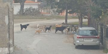 Σιάτιστα: Αγέλη από αδέσποτα στην Αγία Τριάδα. Βίντεο