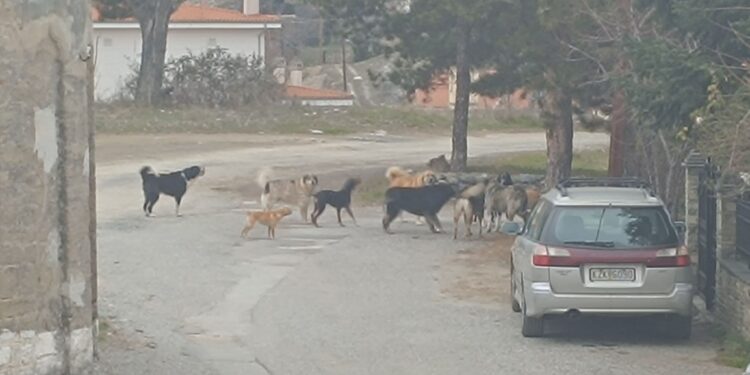 Σιάτιστα: Αγέλη από αδέσποτα στην Αγία Τριάδα. Βίντεο