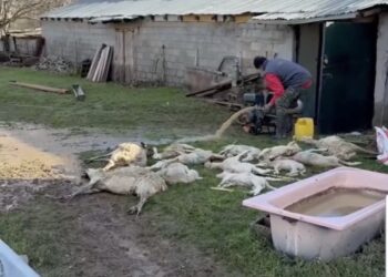 Νεκρά πρόβατα σε μονάδα της Καστοριάς από πλημμύρα. Βίντεο