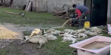 Νεκρά πρόβατα σε μονάδα της Καστοριάς από πλημμύρα. Βίντεο