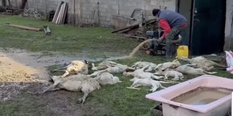 Νεκρά πρόβατα σε μονάδα της Καστοριάς από πλημμύρα. Βίντεο