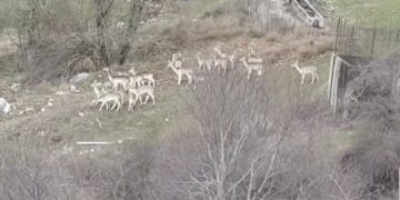 Κοπάδι με ελάφια στον Άγιο Αθανάσιο Εράτυρας. Βίντεο