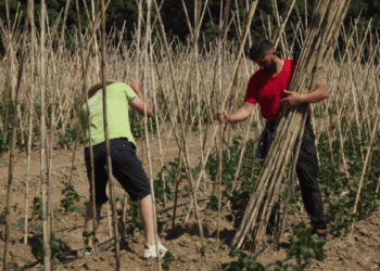 «Κυριακή στο Χωριό Ξανά»: Σισάνι Βοΐου με Νέο Επεισόδιο στις 08/02