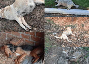 Φιλοζωικός: Τέλος στην ατιμωρησία για τις δηλητηριάσεις αδέσποτων στη Σιάτιστα – Κακούργημα με ποινές κάθειρξης και εξοντωτικά πρόστιμα