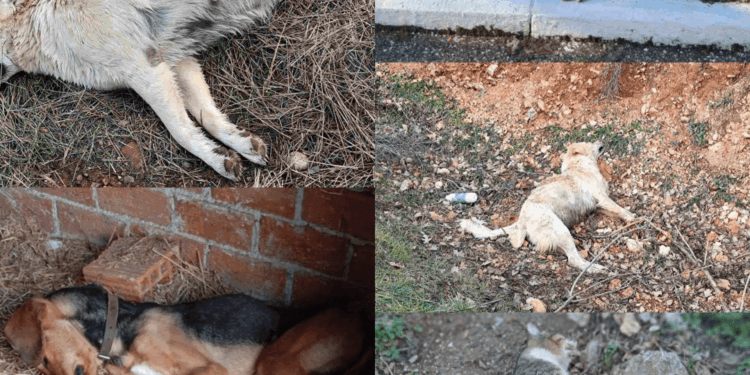 Φιλοζωικός: Τέλος στην ατιμωρησία για τις δηλητηριάσεις αδέσποτων στη Σιάτιστα – Κακούργημα με ποινές κάθειρξης και εξοντωτικά πρόστιμα