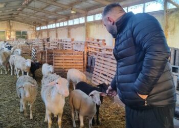 Ακριβότερο φέτος το αρνί – «Έχει χαθεί το Πάσχα για την Κοζάνη» λένε οι κτηνοτρόφοι
