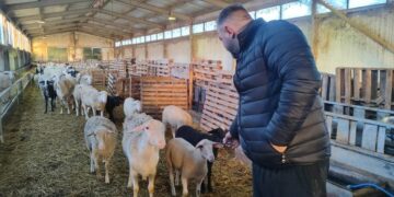 Ακριβότερο φέτος το αρνί – «Έχει χαθεί το Πάσχα για την Κοζάνη» λένε οι κτηνοτρόφοι