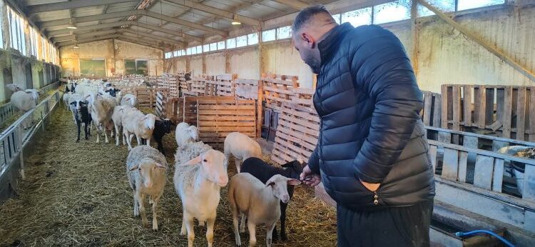 Ακριβότερο φέτος το αρνί – «Έχει χαθεί το Πάσχα για την Κοζάνη» λένε οι κτηνοτρόφοι