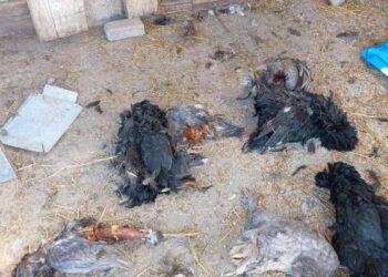 Κοζάνη: Επιθέσεις αρκούδας στην Αναρράχη Εορδαίας