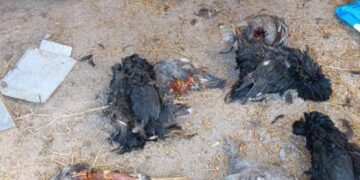 Κοζάνη: Επιθέσεις αρκούδας στην Αναρράχη Εορδαίας