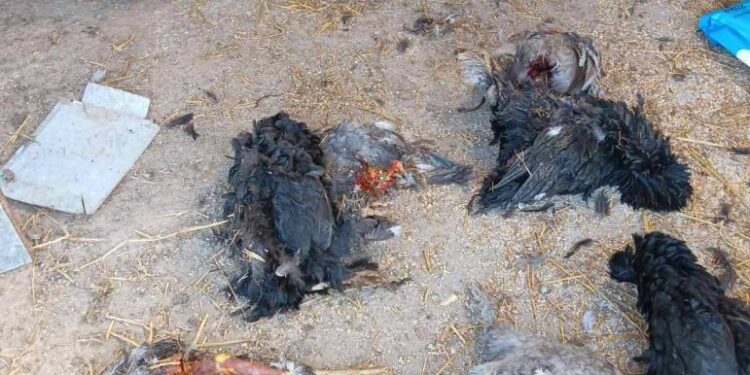 Κοζάνη: Επιθέσεις αρκούδας στην Αναρράχη Εορδαίας