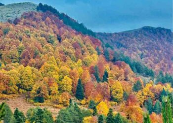 21η Μαρτίου Παγκόσμια Ημέρα Δασών – Δράσεις της Επιθεώρησης Εφαρμογής Δασικής Πολιτικής Ηπείρου – Δυτικής Μακεδονίας