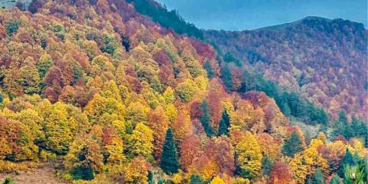 21η Μαρτίου Παγκόσμια Ημέρα Δασών – Δράσεις της Επιθεώρησης Εφαρμογής Δασικής Πολιτικής Ηπείρου – Δυτικής Μακεδονίας