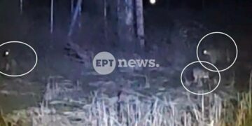 Άργος Ορεστικό: Τρεις λύκοι εμφανίστηκαν σε αυλή σπιτιού. Βίντεο