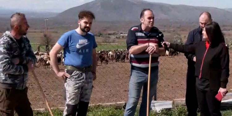 Κοζάνη: Κτηνοτρόφοι στο αυτόφωρο επειδή «σπάνε» την καραντίνα και βγάζουν τα κοπάδια τους έξω – Βίντεο