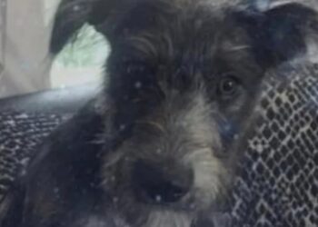 Σκύλος κατασπάραξε την 19χρονη μετά από 7 χρόνια στο σπίτι – Κοιμόντουσαν μαζί τη δάγκωσε στο λαιμό