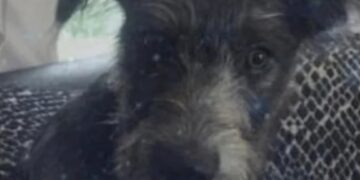 Σκύλος κατασπάραξε την 19χρονη μετά από 7 χρόνια στο σπίτι – Κοιμόντουσαν μαζί τη δάγκωσε στο λαιμό