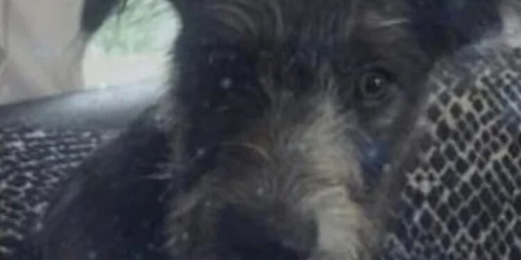 Σκύλος κατασπάραξε την 19χρονη μετά από 7 χρόνια στο σπίτι – Κοιμόντουσαν μαζί τη δάγκωσε στο λαιμό