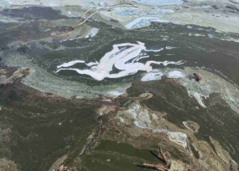 Αυτοψία στη λίμνη Πολυφύτου – Συλλογή δειγμάτων και έρευνα  για τον επιφανειακό αφρισμό