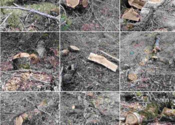 Καστοριά: Αλλοδαπός έκοβε παράνομα ξύλα