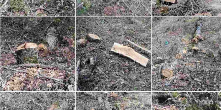 Καστοριά: Αλλοδαπός έκοβε παράνομα ξύλα