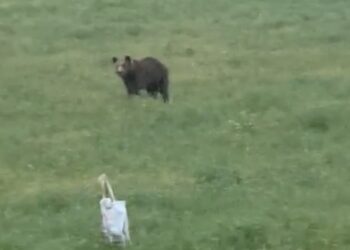 Αρκούδα στην Αγία Κυριακή. Βίντεο