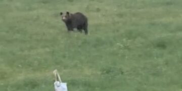 Αρκούδα στην Αγία Κυριακή. Βίντεο