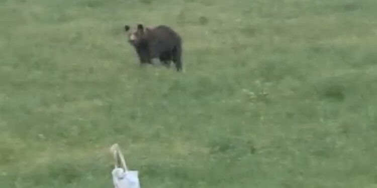 Αρκούδα στην Αγία Κυριακή. Βίντεο