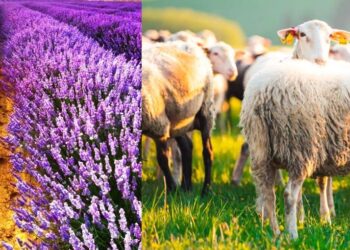 Δήμος Βοΐου: Έγκριση μετακινήσεων αιγοπροβάτων προς άμεση σφαγή και αποζημίωση ΚΟΕ για τη λεβάντα