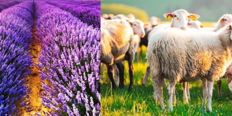 Δήμος Βοΐου: Έγκριση μετακινήσεων αιγοπροβάτων προς άμεση σφαγή και αποζημίωση ΚΟΕ για τη λεβάντα