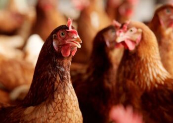 Άφαντος ο αρχιτέκτονας που είχε στήσει μαντρί σε ταράτσα