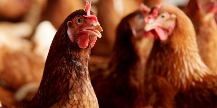 Άφαντος ο αρχιτέκτονας που είχε στήσει μαντρί σε ταράτσα