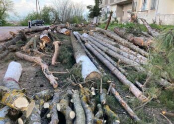 Οικολογική Κίνηση Κοζάνης:  Συνέχεια και τέλος για τα κομμένα δέντρα στο λόφο της Αγίας Παρασκευής