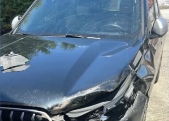 Γρεβενά: Τροχαίο με αρκούδα στην Εγνατία Οδό – Σώος ο οδηγός