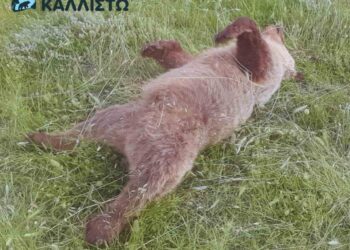 Βόιο: Νεκρό αρκουδάκι 2,5 ετών από πυροβόλο όπλο στο Πυλωρί