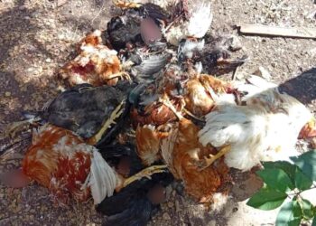 Κοζάνη: Νέα εμφάνιση αρκούδας στη Λευκοπηγή – Καταγγελία για επίθεση σε οικόσιτα ζώα