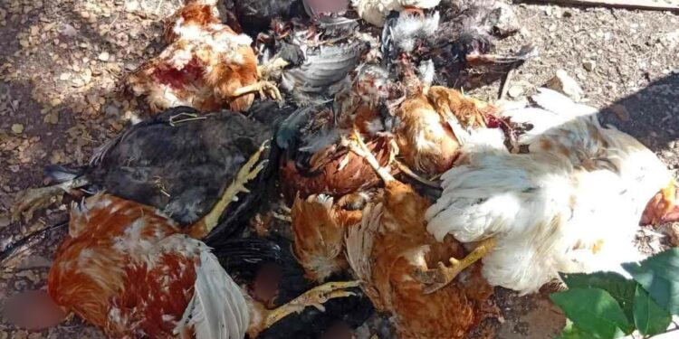 Κοζάνη: Νέα εμφάνιση αρκούδας στη Λευκοπηγή – Καταγγελία για επίθεση σε οικόσιτα ζώα