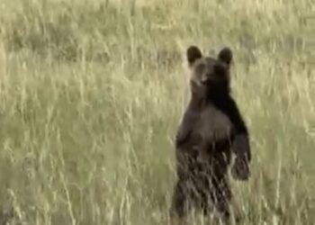 Σιάτιστα: Αρκουδάκι στο Γρίβα, παίρνει πόζα !! Βίντεο