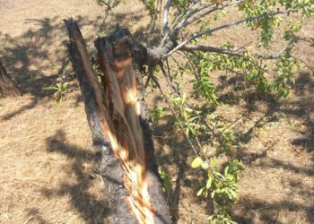 Δρυόβουνο: Επιδρομή αρκούδας στον αμυγδαλαιώνα BioNUCES. Διέλυσε τα δέντρα. Φωτογραφίες