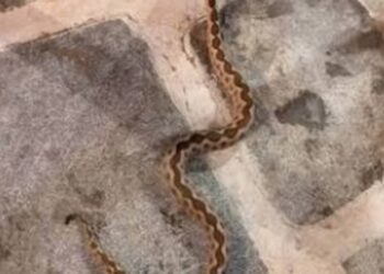 Αναστάτωση σε ταβέρνα από φίδι που περνούσε κάτω από τα τραπέζια