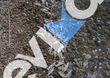 Χιλιάδες πόδια από κοτόπουλα και γαλοπούλες ξεβράστηκαν σε παραλία της Εύβοιας